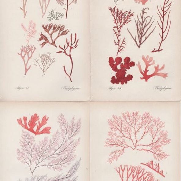 astaxanthin from red algae