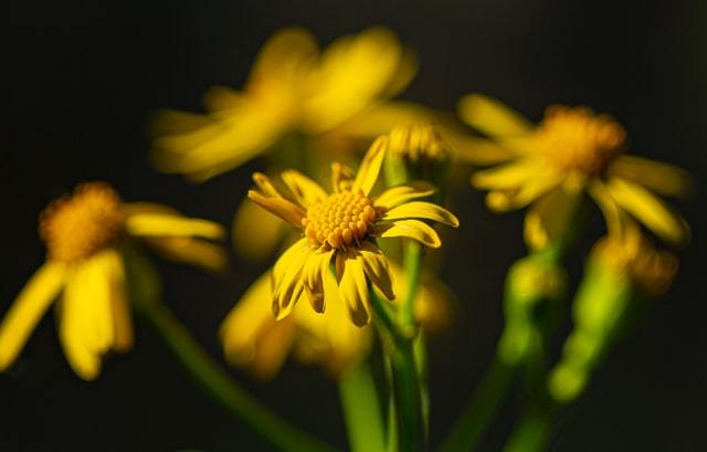 The Medicinal Wonders of Arnica